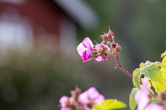 Fritidshus på Stavaheden 11 Malung-Sälens kommun - bild 5