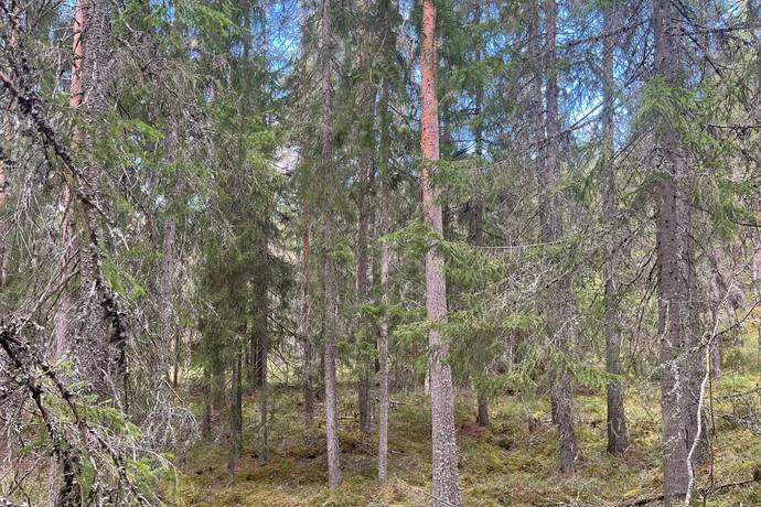 Gård med skogsbruk på Leksand Ytteråkerö 21:21 Björberget Leksands kommun - bild 27
