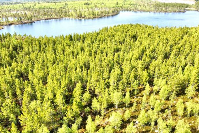 gård med skogsbruk på Arjeplog Arjeplogs Skolbord 1:5 Arjeplog, Arjeplogs kommun - bild 2