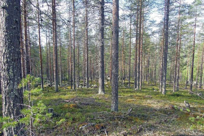 Gård/skog på Gällivare Skröven 14:1 Norrbotten Gällivare kommun - bild 5