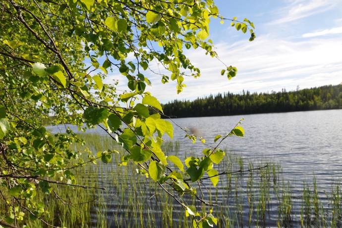 gård med skogsbruk på Tillväxtfastighet i Penttäjä Penttäjä, Övertorneå kommun - bild 3