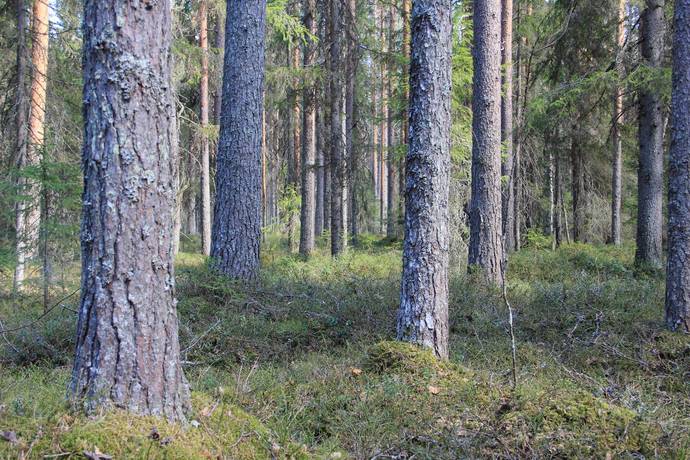 Gård/skog på Ale Ale Luleå kommun - bild 3