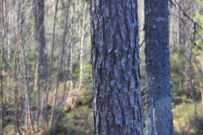 Gård/skog på Ale Ale Luleå kommun - bild 19
