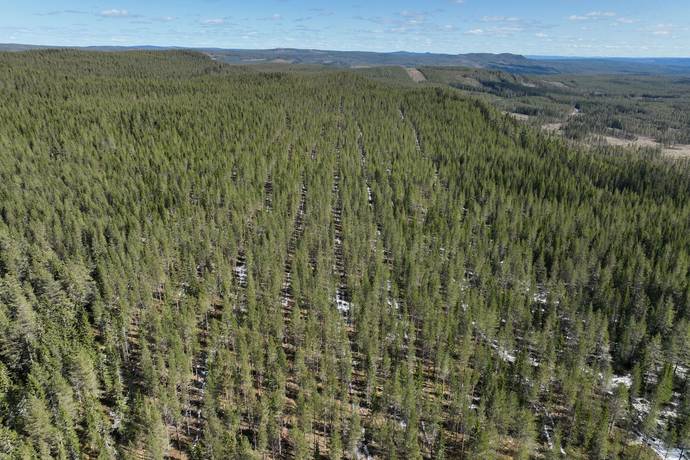 Gård/skog på Torrvål 13:5 Orsa kommun - bild 4