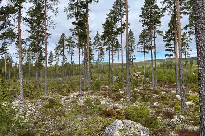 Gård med skogsbruk på Leksand Ytteråkerö 21:21 Björberget Leksands kommun - bild 4