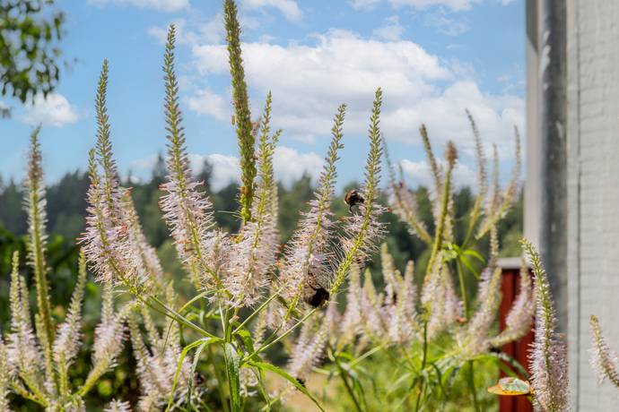 3 rum Fritidshus på Forsby Spångdalen 5 Edsbruk Västerviks kommun - bild 51