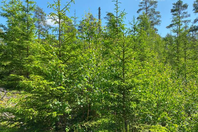 Gård med jordbruk på Upplöv Norra Skattegård 1 Upplid Värnamo kommun - bild 48