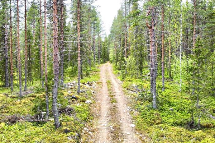 gård/skog på Holmen 2 Glommersträsk, Arvidsjaurs kommun - bild 3