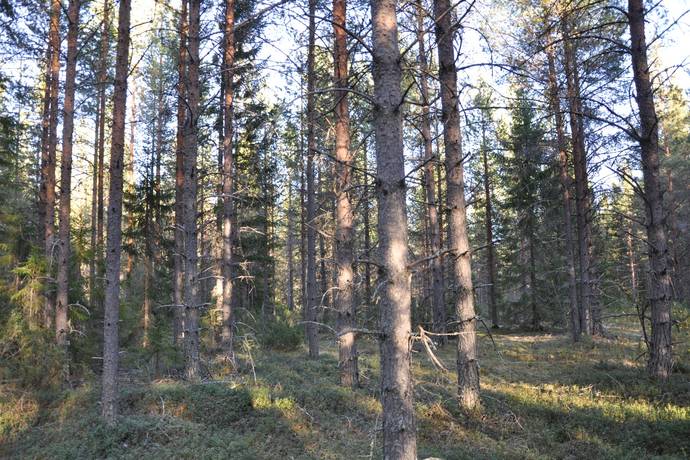 gård med skogsbruk på Mindre skogsfastighet intill Piteälven Långnäs, Piteå kommun - bild 4