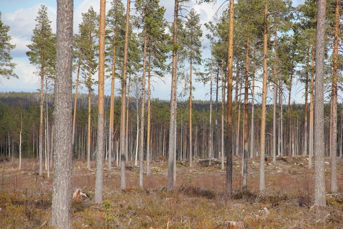 Gård/skog på Lillpite Piteå kommun - bild 11