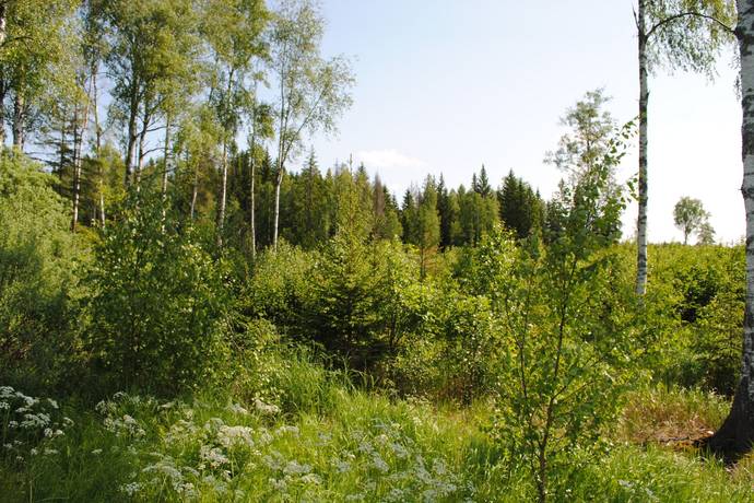 Gård med skogsbruk på Skärsjö 168 och 170 Skärsjö Heby kommun - bild 71