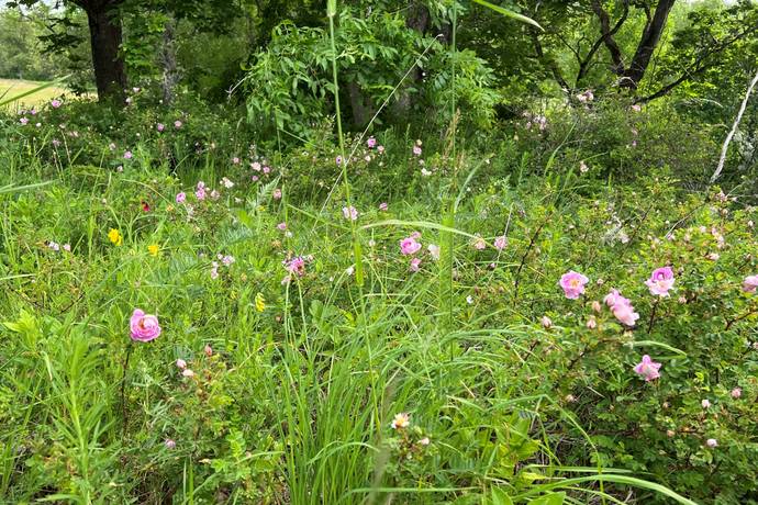 4 rum Gård/skog på Simonsryd 5 Vetlanda kommun - bild 78