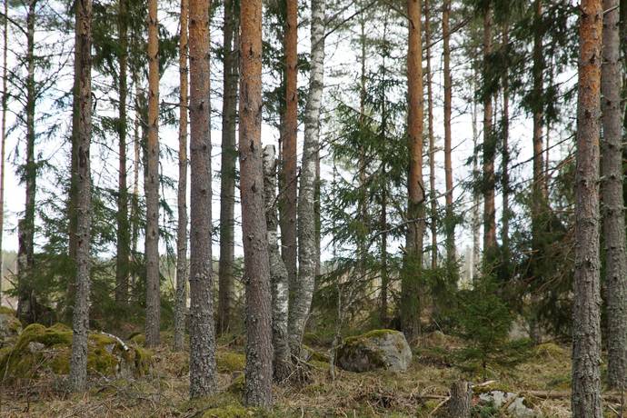 Gård/skog på Norrlövsta Östhammars kommun - bild 7