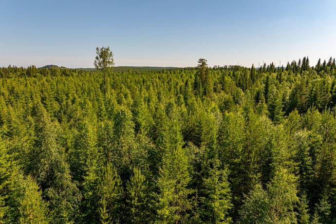 gård/skog på Ocksjön Bräcke, Bräcke kommun - bild 2