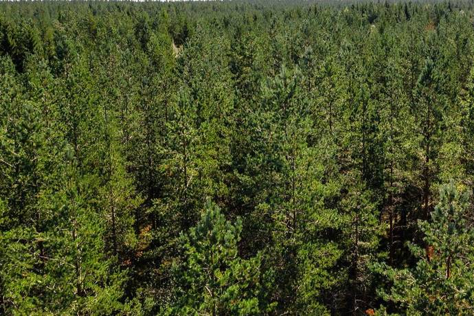 gård med skogsbruk på Åttonträsk Åttonträsk, Lycksele kommun - bild 2
