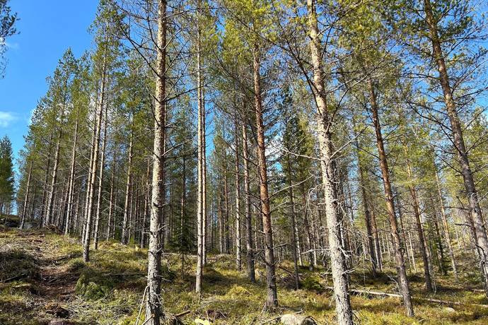 Gård/skog på Torrvål 13:5 Orsa kommun - bild 7
