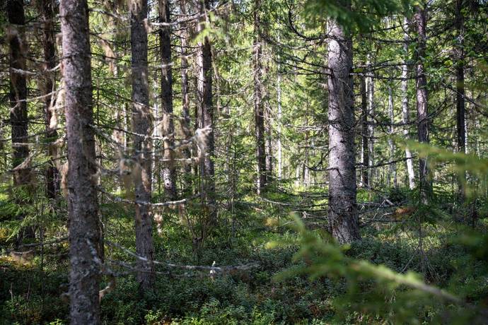 Gård med skogsbruk på Sollefteå Moflo 5:28 Moflo Sollefteå kommun - bild 3