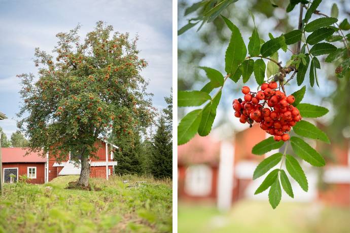gård/skog på Råsjö 126 Östavall, Ånge kommun - bild 2