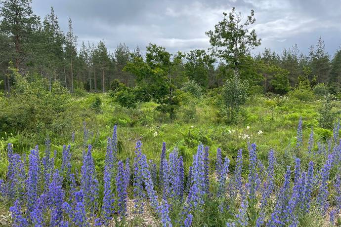 tomt på Eksta Bopparve 158D Eksta, Gotlands kommun - bild 2