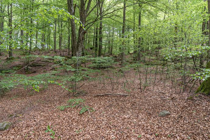 Tomt på Tormestorp Tormestorp Hässleholms kommun - bild 10