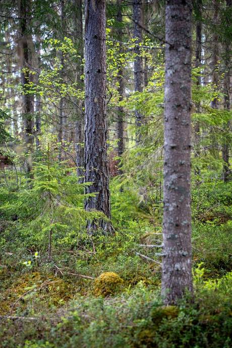 Gård med skogsbruk på Sollefteå Moflo 5:28 Moflo Sollefteå kommun - bild 12