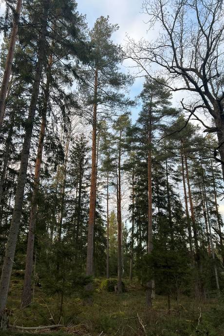 Gård/skog på Kvilleholm 131 Småland Vimmerby kommun - bild 6