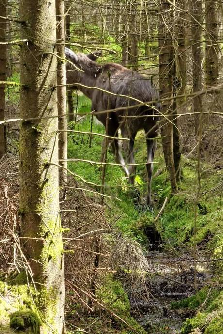 4 rum Vinterbonat fritidshus på Älmeberg 106 Falkenbergs kommun - bild 71