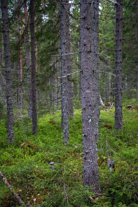 Gård med skogsbruk på Sollefteå Moflo 5:28 Moflo Sollefteå kommun - bild 20