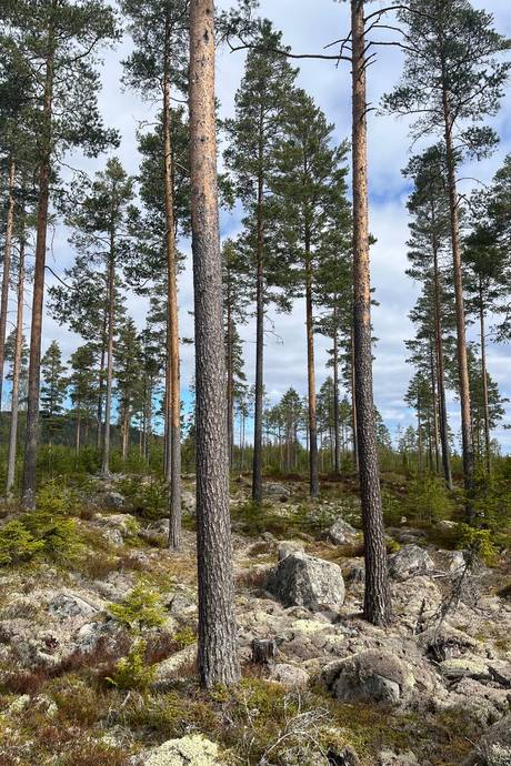 Gård med skogsbruk på Leksand Ytteråkerö 21:21 Björberget Leksands kommun - bild 24