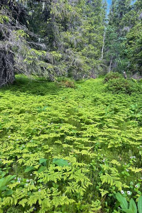 Gård med skogsbruk på Lillberg Lillberg Lycksele kommun - bild 2