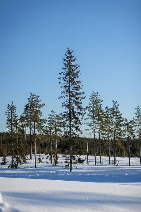 Tomt på Sjögläntan Grönklitt Orsa kommun - bild 19