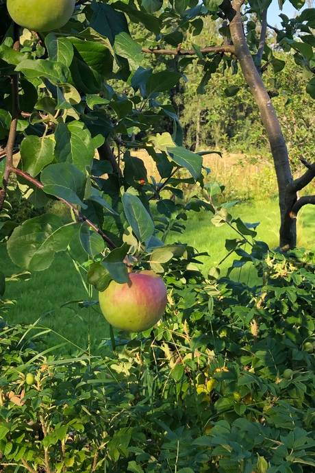4 rum Villa på Hälletorp Åsen 1 Arvika Eda kommun - bild 46