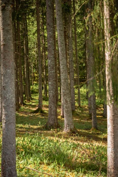 2 rum Villa på Tolita Lyckebo 1 Tolita Kils kommun - bild 6