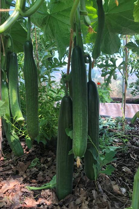 6 rum Villa på Bjärrödsvägen 17 Bjärsjölagård Sjöbo kommun - bild 32