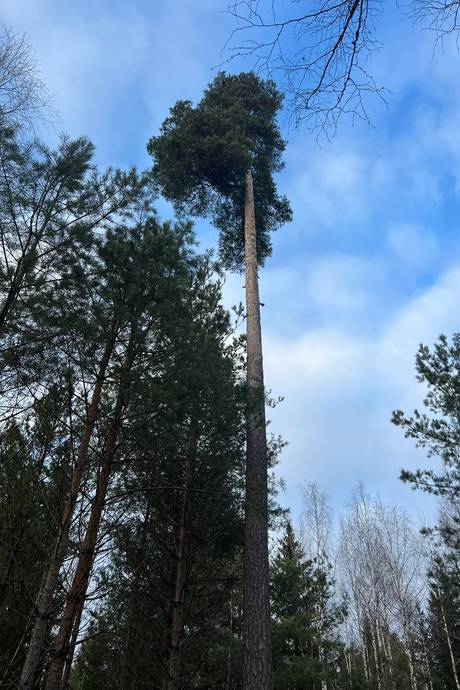 Gård/skog på Kvilleholm 131 Småland Vimmerby kommun - bild 3