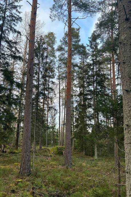 Gård/skog på Kvilleholm 131 Småland Vimmerby kommun - bild 7