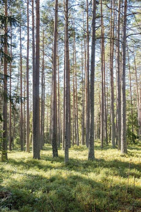 Gård med skogsbruk på Skärsjö 168 och 170 Skärsjö Heby kommun - bild 17