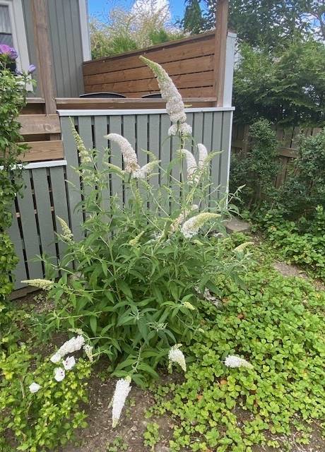 3 rum Fritidshus på Begoniagatan 3, Nr 268 Almåsa Malmö kommun - bild 23
