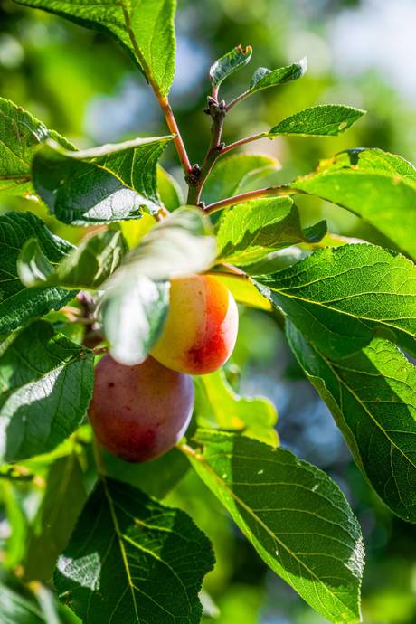 1 rum Fritidshus på Rådmansgatan 15 - kolonistuga nr 34 i koloniområdet S:t Månslyckan Jutahusen Lunds kommun - bild 11