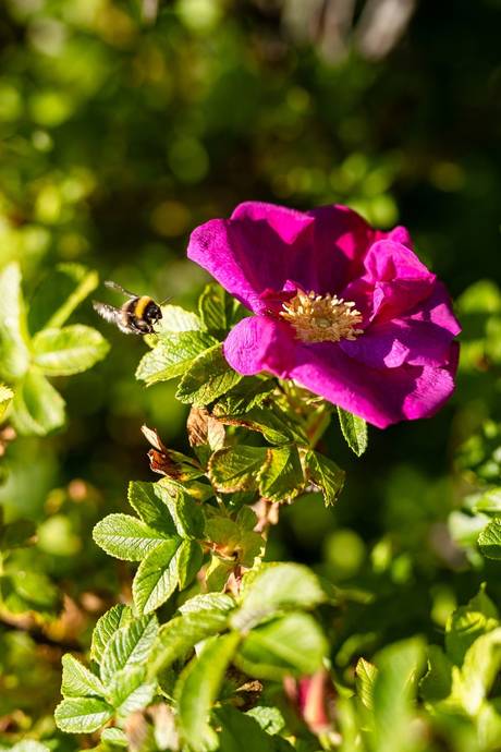 4 rum Fritidshus på Godegård 564 Godegård Motala kommun - bild 6