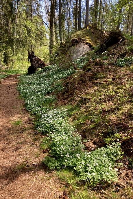 3 rum Vinterbonat fritidshus på Dånbergsvägen 3 Grovstanäs Norrtälje kommun - bild 43