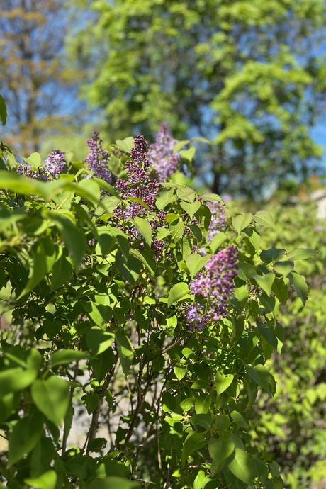 6 rum Villa på Odensvägen 6 Edsviken Sollentuna kommun - bild 52