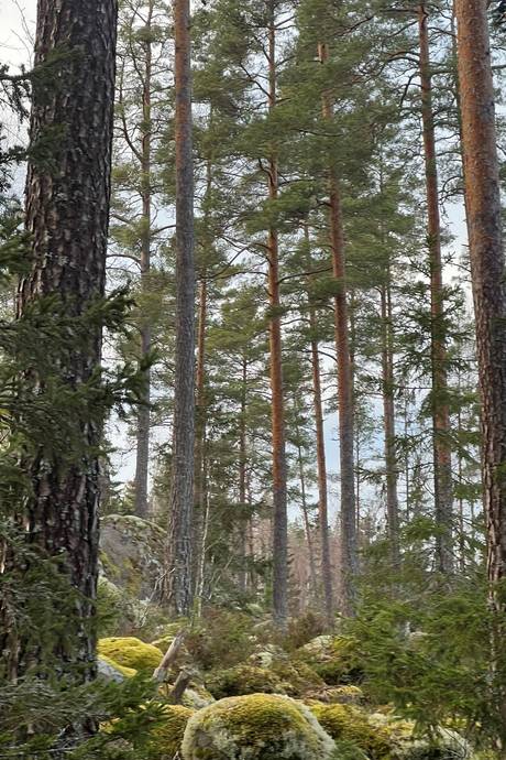 Gård/skog på Kvilleholm 131 Småland Vimmerby kommun - bild 4