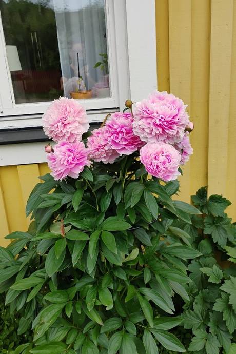 7 rum Villa på GRÄVLINGEVÄGEN 9 Önsta-gryta Västerås kommun - bild 44