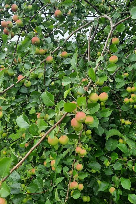 7 rum Villa på Alviksvägen 156 Alvik Luleå kommun - bild 44
