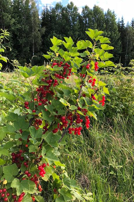 4 rum Villa på Hälletorp Åsen 1 Arvika Eda kommun - bild 41