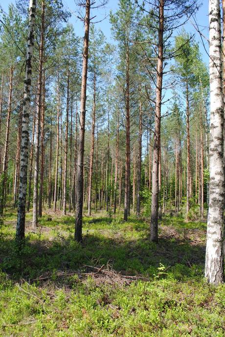 Gård med skogsbruk på Skärsjö 168 och 170 Skärsjö Heby kommun - bild 67