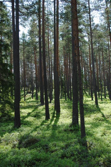 Gård med skogsbruk på Skärsjö 168 och 170 Skärsjö Heby kommun - bild 66