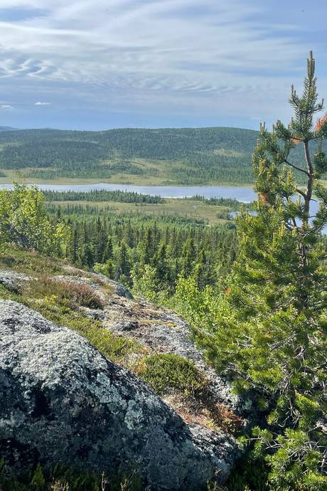 Gård med skogsbruk på Lillberg Lillberg Lycksele kommun - bild 6