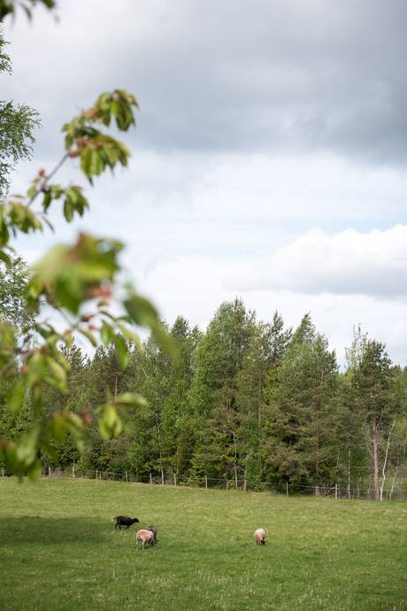 6 rum Gård utan jordbruk på Möklinta Hebo 112 Möklinta Sala kommun - bild 55